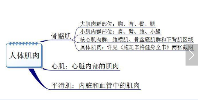 你真的認(rèn)識(shí)你身體的肌肉嗎？